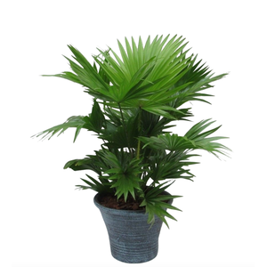 Livistona rotundifolia in hosta big met schors