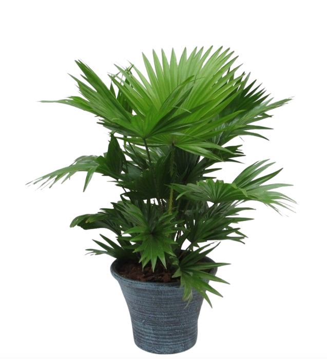 <h4>Livistona rotundifolia in hosta big met schors</h4>