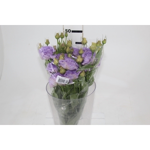 LISIANTHUS LILASS 050 CM MIN 500 GRAMAS LILASS