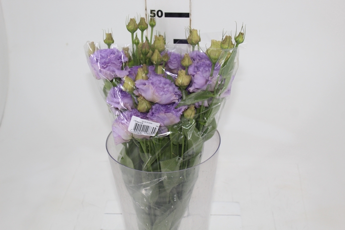 <h4>LISIANTHUS LILASS 050 CM MIN 500 GRAMAS LILASS</h4>
