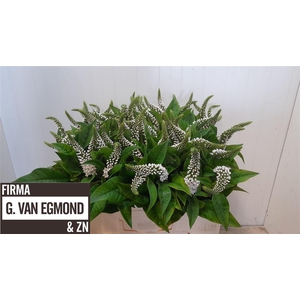 Lysimachia Clethroides