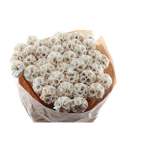 Scabiosa Bitterbal On Stick