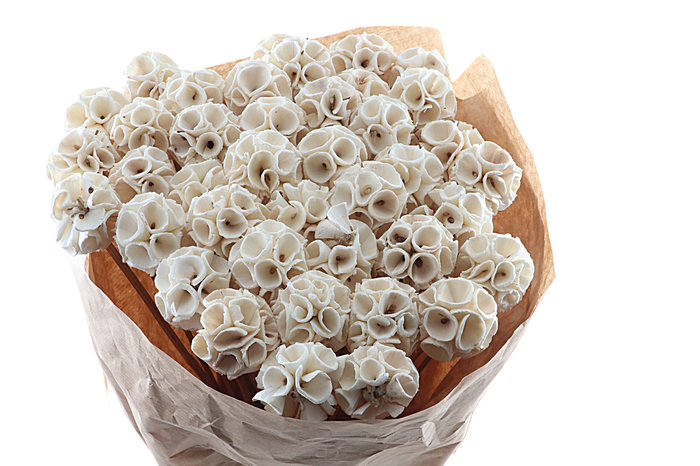 <h4>Scabiosa Bitterbal On Stick</h4>