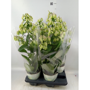 Kalanchoe  'Magic Bell'