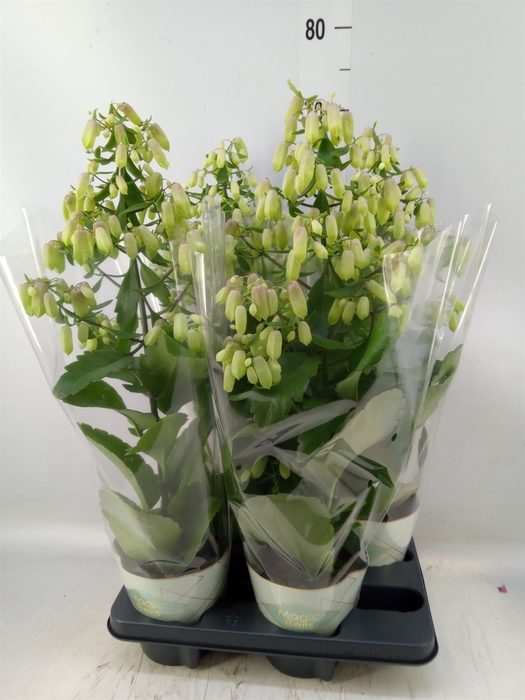 <h4>Kalanchoe  'Magic Bell'</h4>
