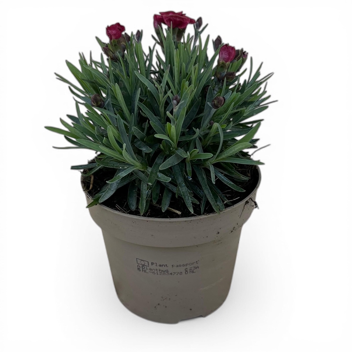 <h4>Dianthus Diantica Velvet</h4>