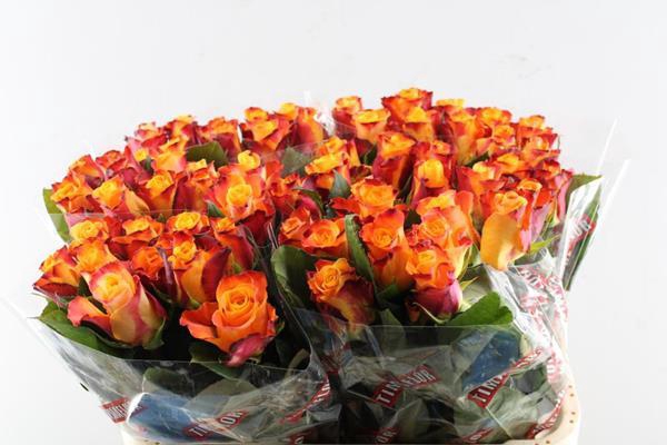 <h4>R Gr Mariyo! L 50</h4>