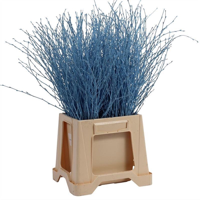 <h4>Berk Geverfd</h4>