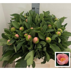 PAEO S SALMON SAUCER