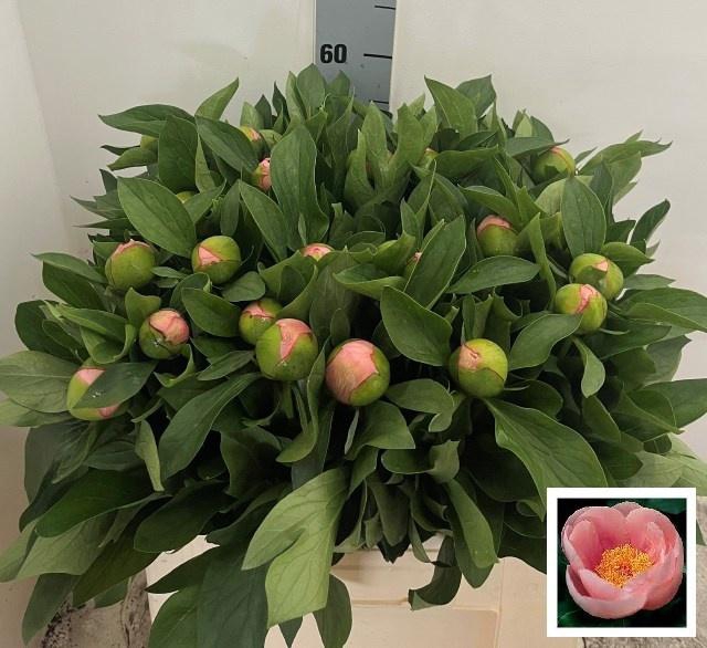 <h4>PAEO S SALMON SAUCER</h4>