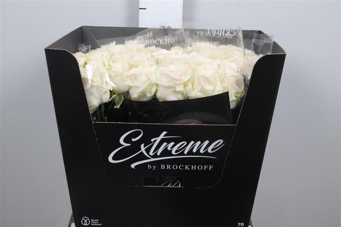 <h4>R Gr Sweet Caroline</h4>