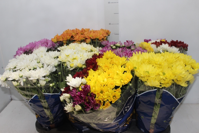 <h4>CRISANTEMO MINI P13</h4>