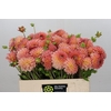 Dahlia Hillcrest Suffusion
