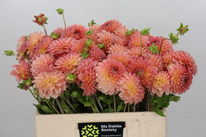 <h4>Dahlia Hillcrest Suffusion</h4>
