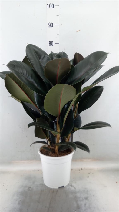 <h4>Ficus   ...</h4>