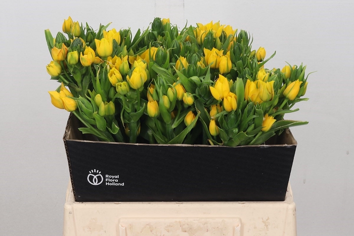 <h4>Ornithogalum Dubium Yellow Asa</h4>