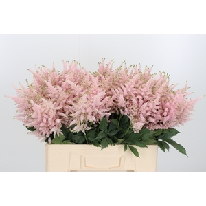 Astilbe Europa Roze