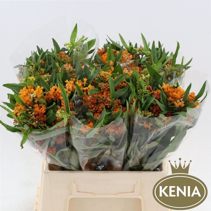 <h4>Asclepias Tuberosa</h4>