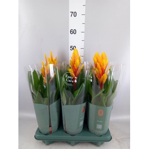 Vriesea  'Intenso Flame'