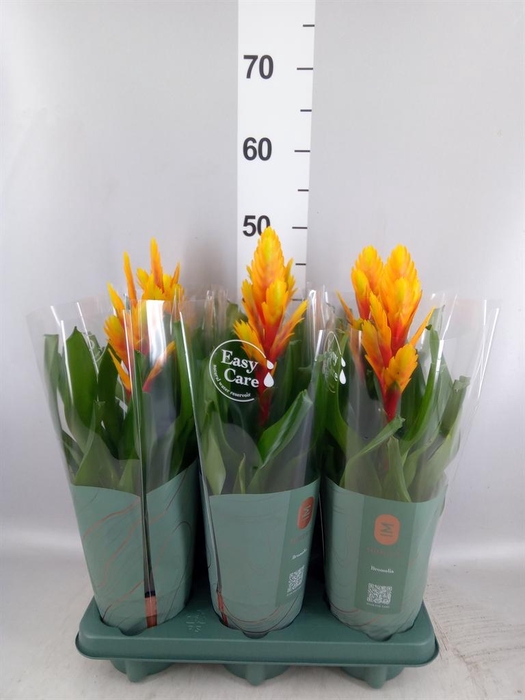 <h4>Vriesea  'Intenso Flame'</h4>