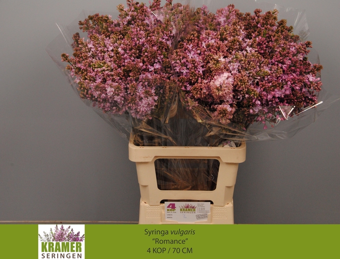 <h4>SYR V ROMANCE</h4>