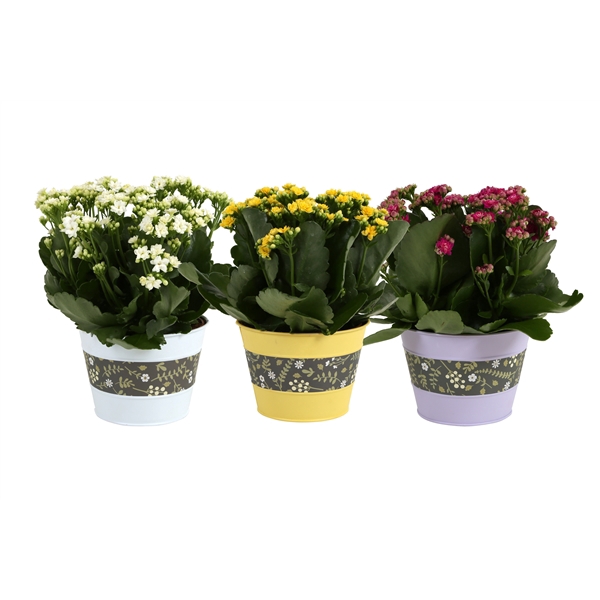 <h4>KP-780.1 - Kalanchoe Rosalina in bloemenzink 6 kleuren</h4>