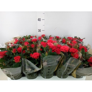 Rosa  'Red Mercedes Kordana'