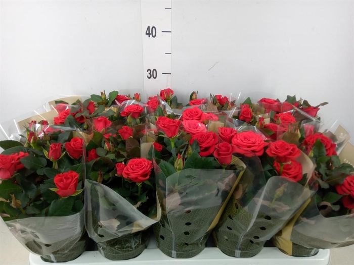 <h4>Rosa  'Red Mercedes Kordana'</h4>