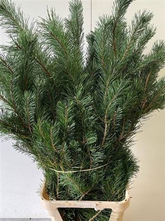 Pinus Alaska 180cm