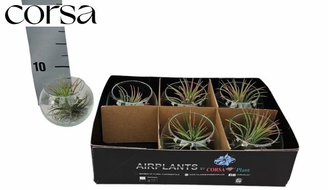 <h4>ARR TILLANDSIA</h4>