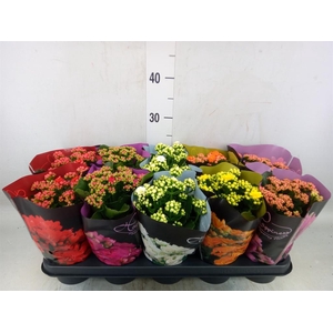 Kalanchoe blos. 'Perfecta'  ..mix 5