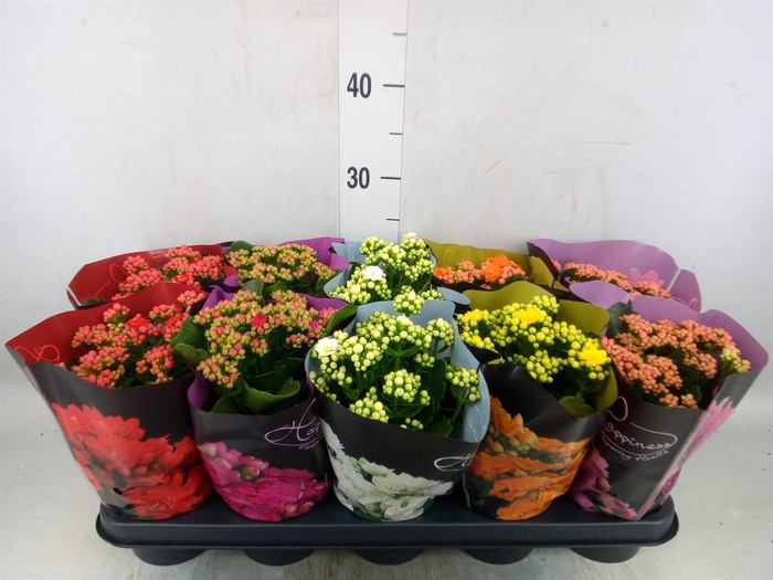 <h4>Kalanchoe blos. 'Perfecta'  ..mix 5</h4>