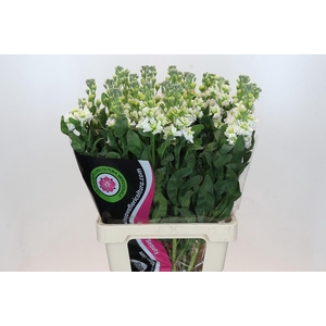 Matthiola Iron Fairy Pink