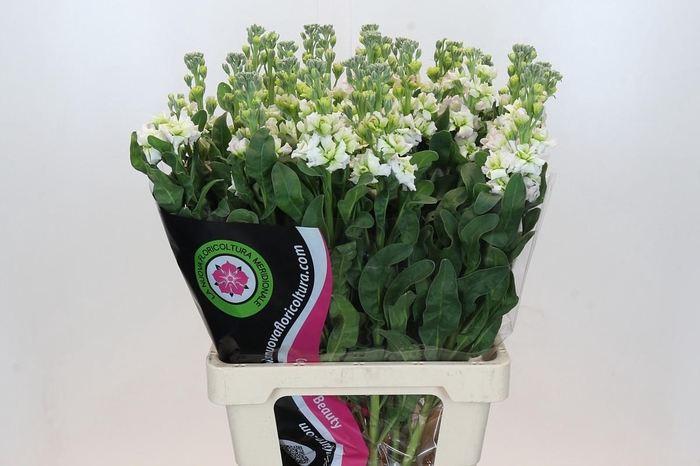 <h4>Matthiola Iron Fairy Pink</h4>