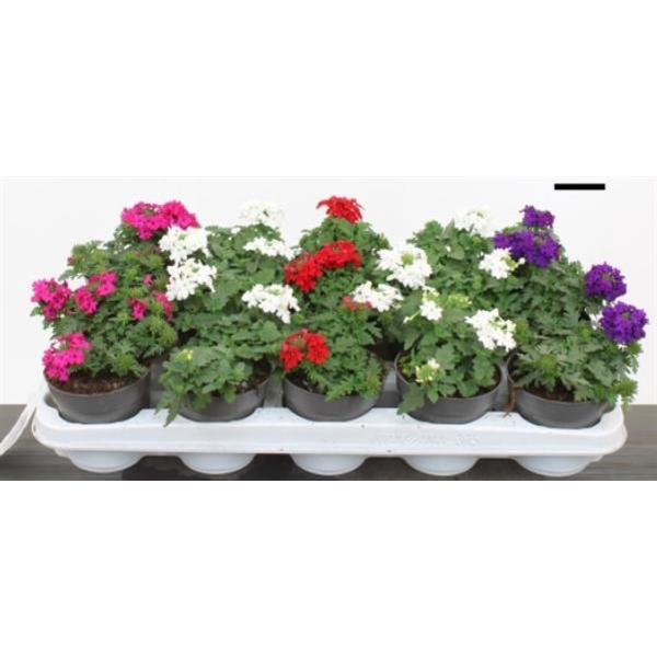<h4>Verbena mix</h4>