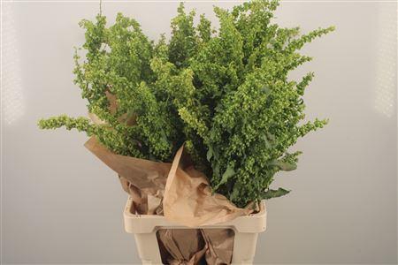 <h4>Unicornius Green</h4>