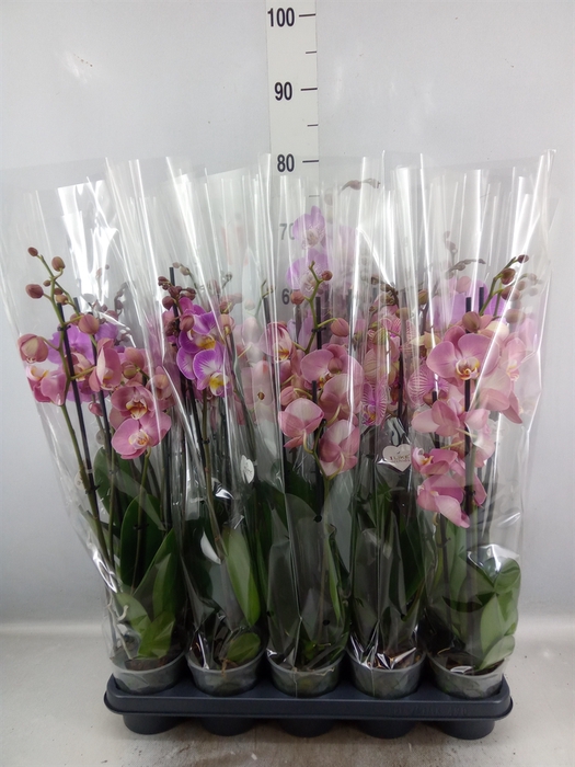 <h4>Phalaenopsis   ...rose</h4>