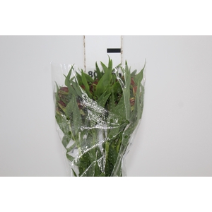 ALSTROEMERIA CHEERIO 080 CM