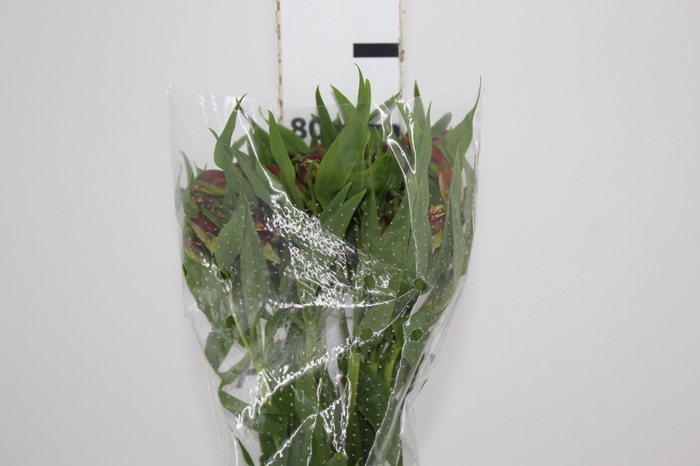 <h4>ALSTROEMERIA CHEERIO 080 CM</h4>
