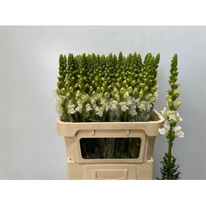 Antir Poto Ivory Wh