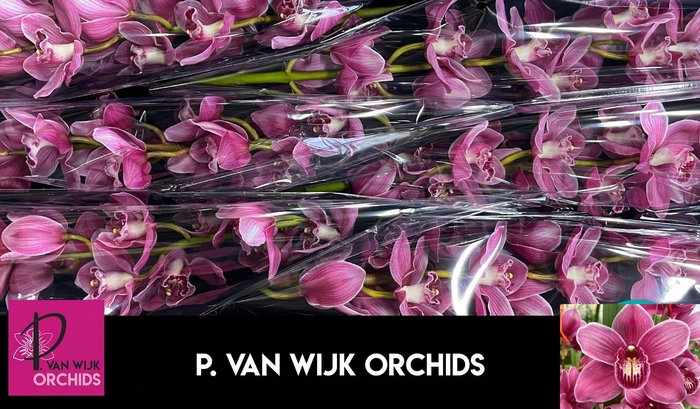 <h4>CYMB T MONICA</h4>