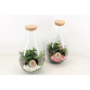 arr2 PL - Glas druppel vaas 999/4 - roze/wit