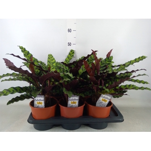 Calathea lancifolia
