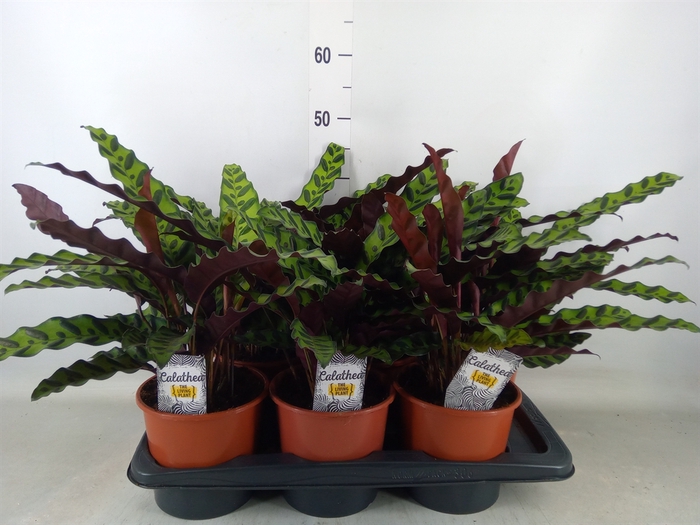 <h4>Calathea lancifolia</h4>