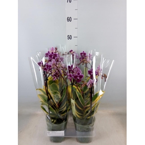 Phalaenopsis multi. 'Hornglin Vick'