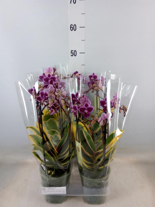 <h4>Phalaenopsis multi. 'Hornglin Vick'</h4>