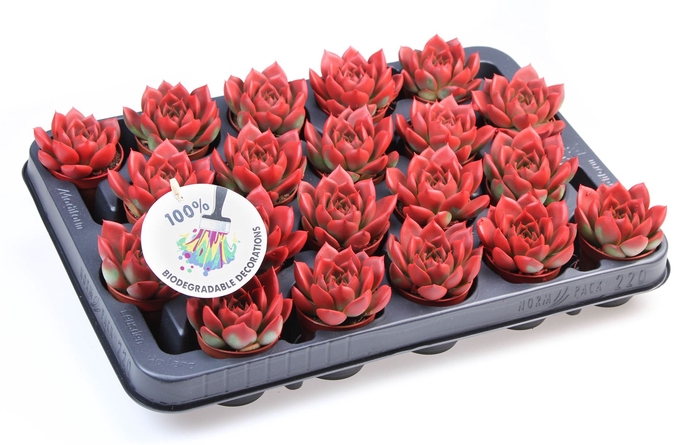 <h4>Echeveria  'Miranda'</h4>