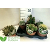Cactus Gem