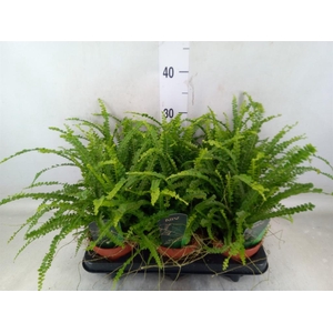 Nephrolepis cord. 'Duffii'