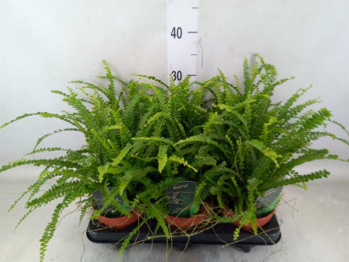 <h4>Nephrolepis cord. 'Duffii'</h4>